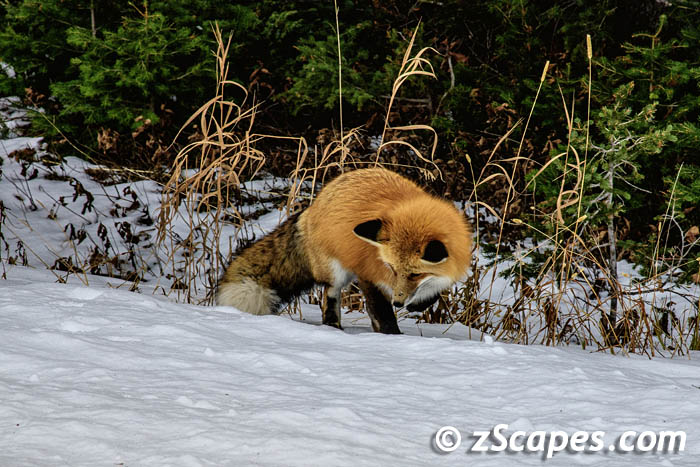 redfox-listening-ysp2311.d-1372