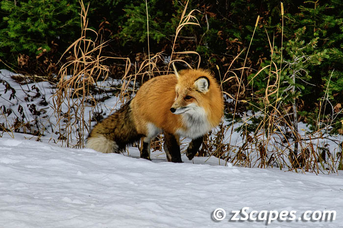 redfox-headturnpose-ysp2311.d-1380