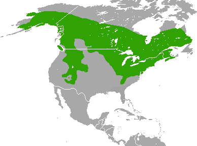 redsquirrel-map