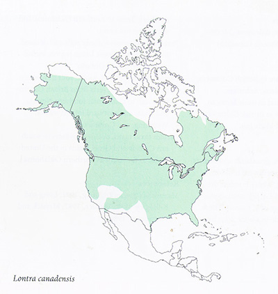 riverotter-range