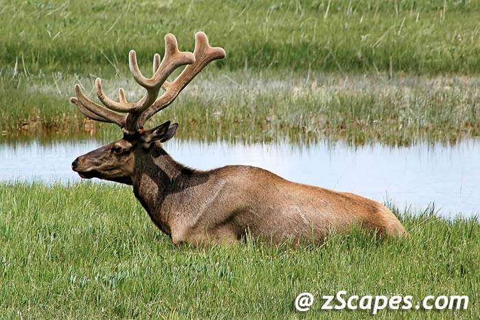 rockymtnelk-buck-ysp07