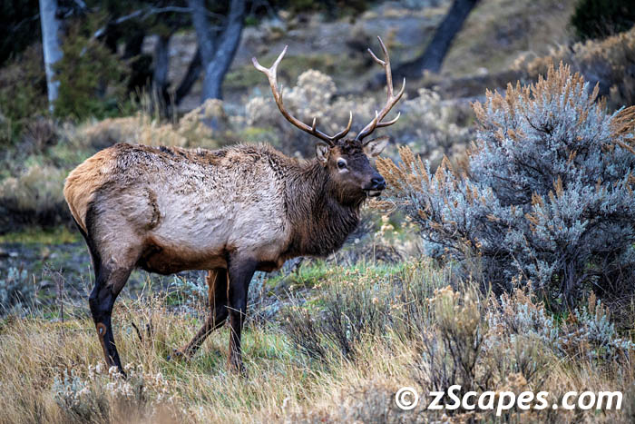 rockymtnelk-bullinbrush-ysp23