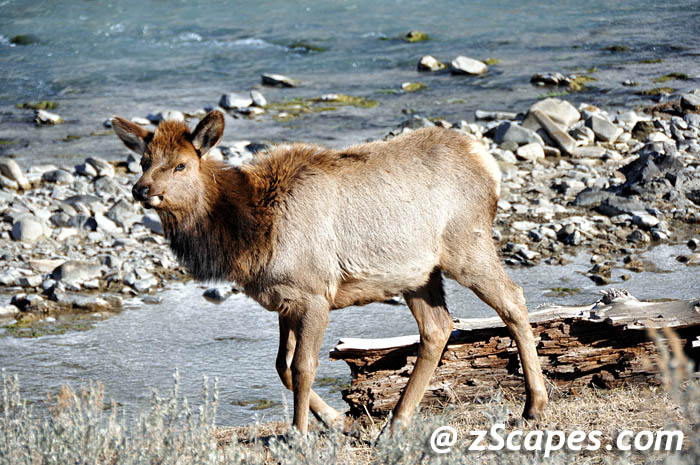 rockymtnelk-yearling-ysp11