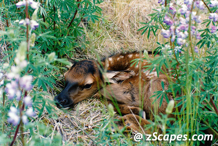 rooseveltelk-fawninlupine-pdx02