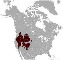 marmotyellowbellied-range