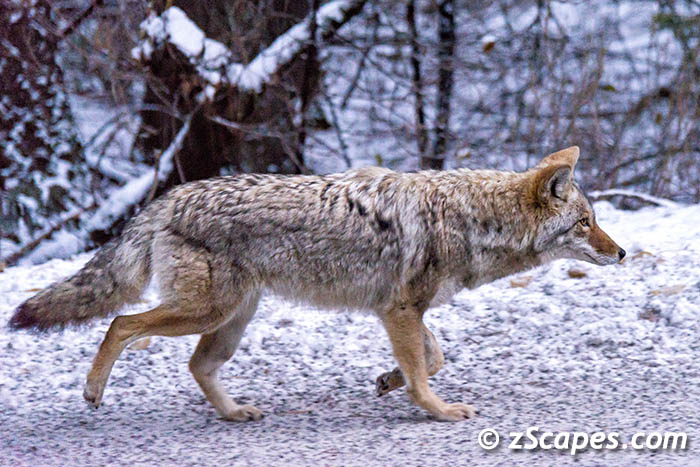 coyote-onmove-ynp15
