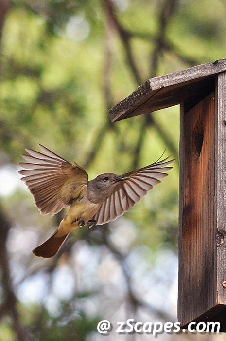 ashthroatedflycatcher-rrr11