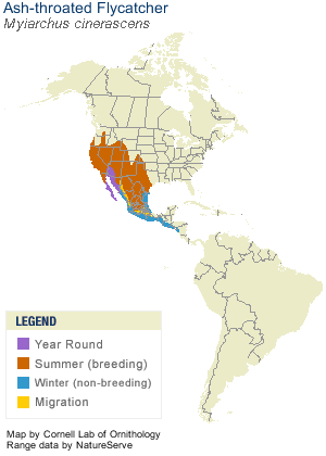 ashthroatedflycatcher-range