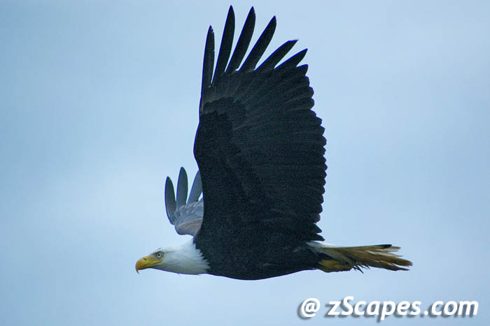 baldeagle-extended-ypr05