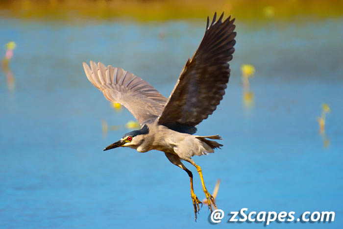 blackcrownheron-lih11