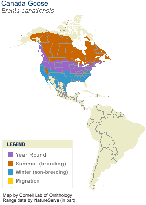 canadiangeese-map