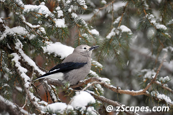 clarksnutcracker-snow-ysp11
