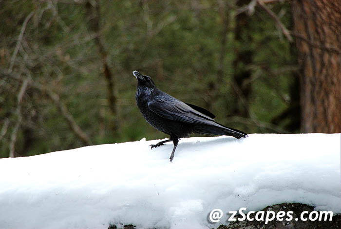 raven-snobeak-ynp07