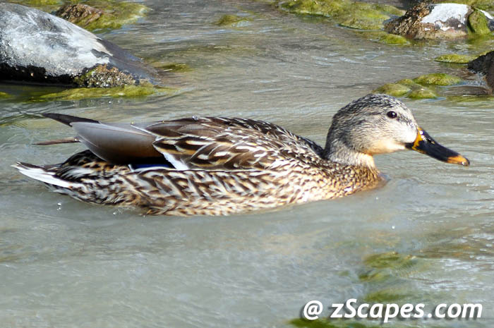 mallard-female-ysp11