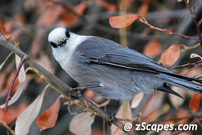 Gray Jay 2008