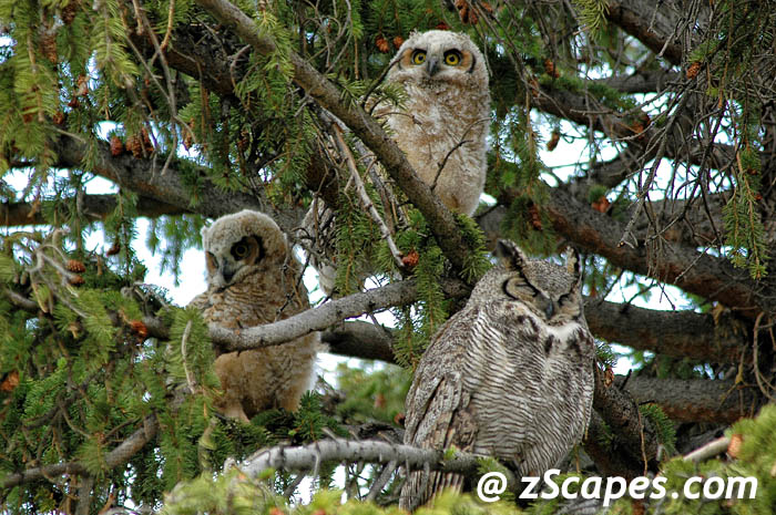 greathornedowl-trio-ysp07