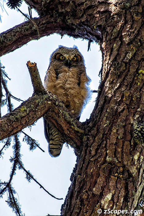 greathornedowl-chickeyes-hmb20
