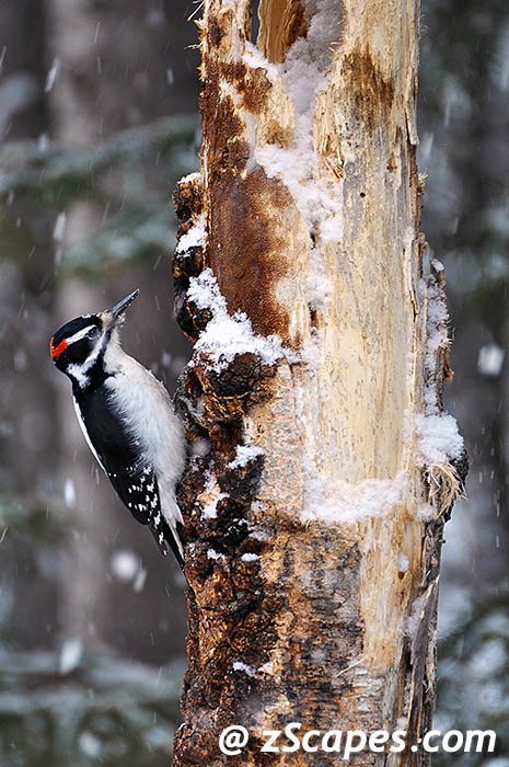hairywoodpecker-ysp11