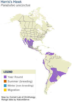 harrishawk-range