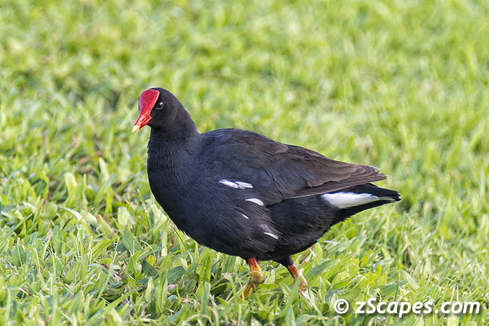 hawaiiancoot-lih16