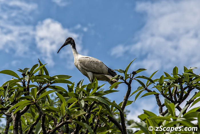 Ibis 2019