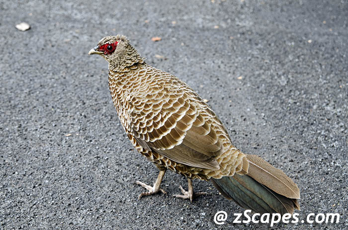 kalijpheasant-female-koa12