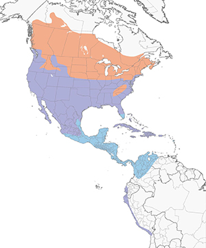 killdeer-map
