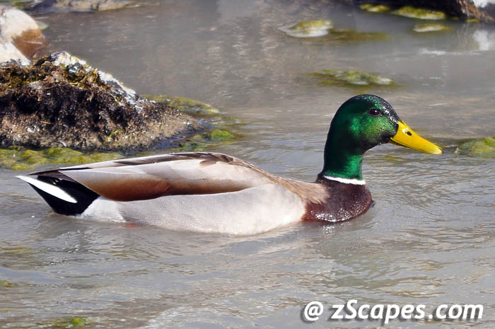 mallard-male-ysp11
