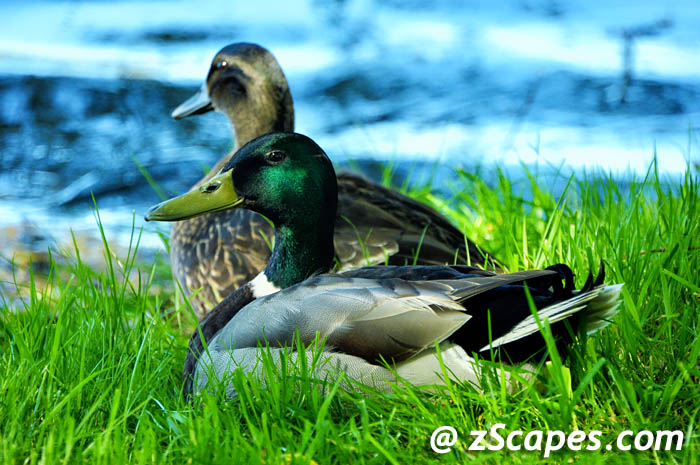 mallard-mnfm-lon10