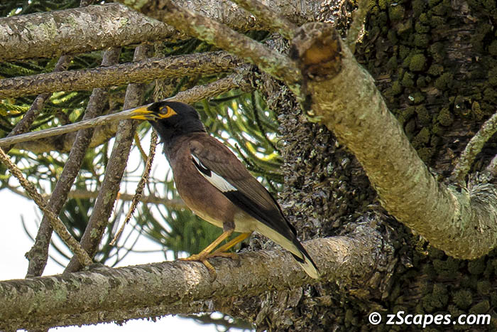 Myna Bird 2017