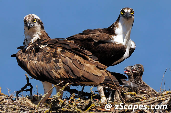 osprey-family-nmr11