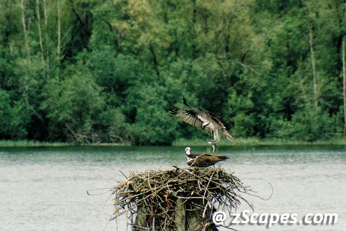osprey-nest-pdx02