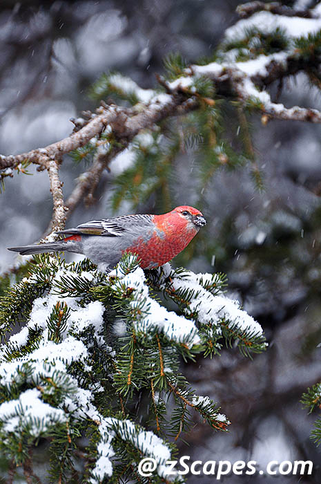pinegrosbeak-ysp11v