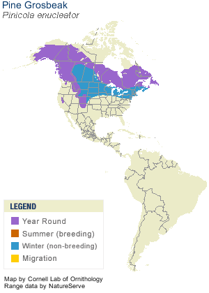 pinegrosbeak-range