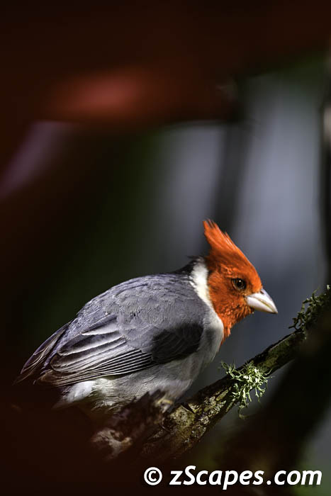 redcrestedcardinal-lightfocus-lih24