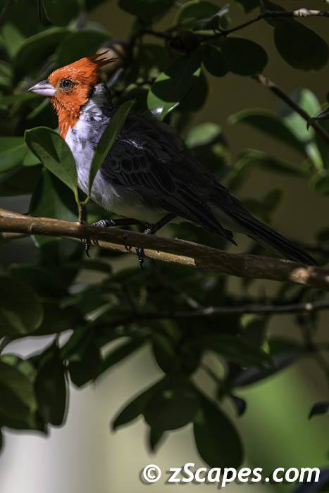 redcrestedcardinal-shadedtree-lih24