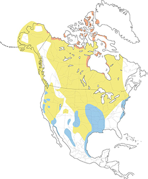 snowgoose-map