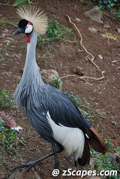 safricancrownedcrane-ogg09