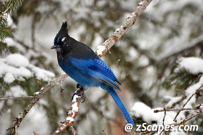 stellersjay-ysp11