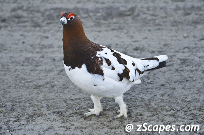 willowptarmigan-male-anc12