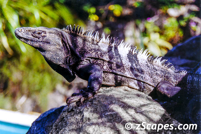 blackspinytailediguana-sjo98