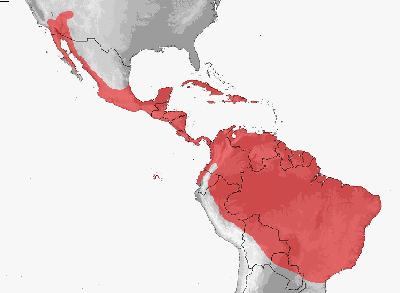 bkaclspinytailiguana-map