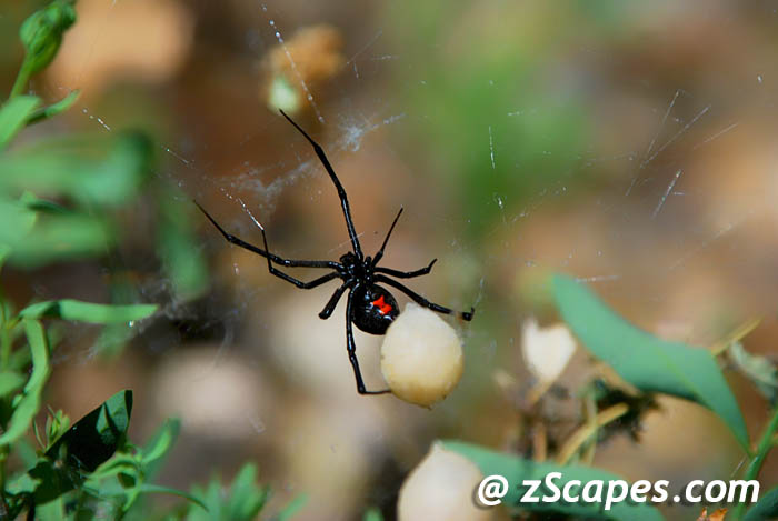 blackwidow-ynp08