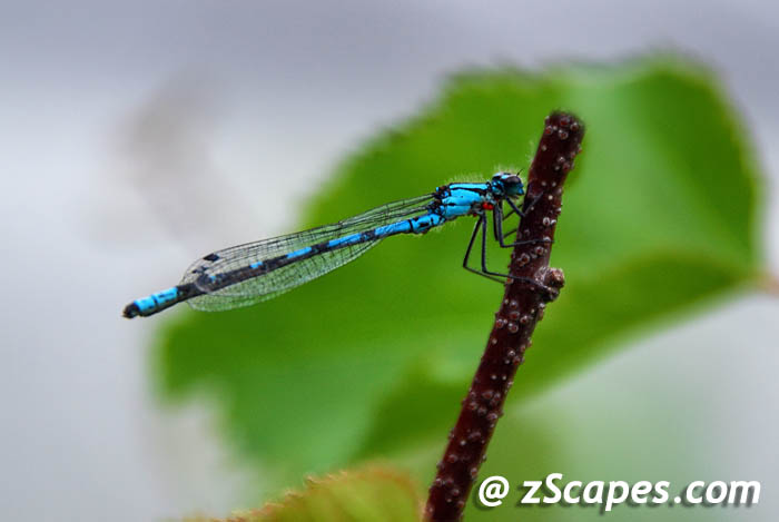 damselfly-bluet-anc09