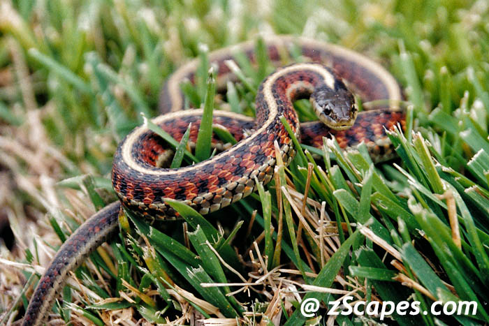 gartersnake-caredsided-hmb00