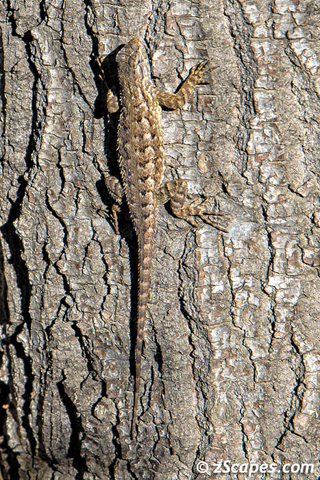 westernfencelizard-tpc18