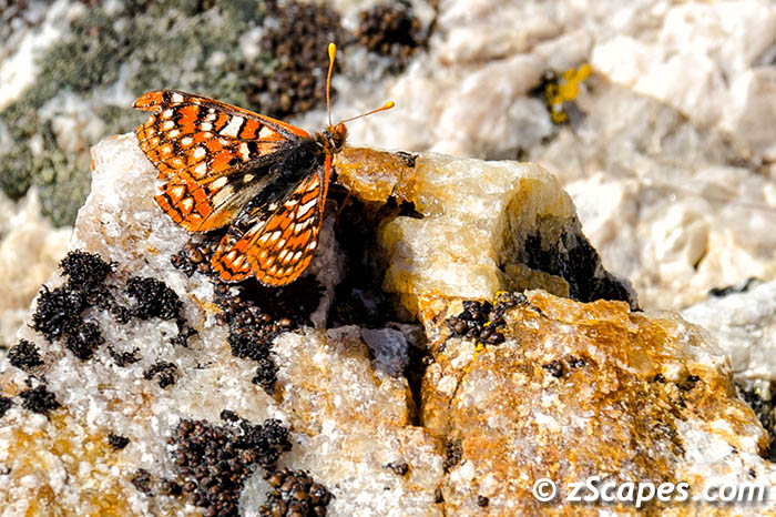 checkerspot-edith-emw14-7w