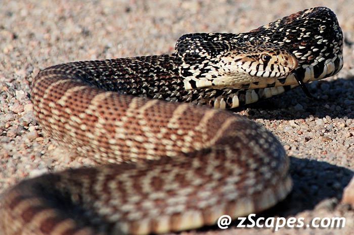 kansasgophersnake-pks08