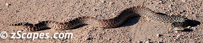kansasgophersnake-inroad-pks08