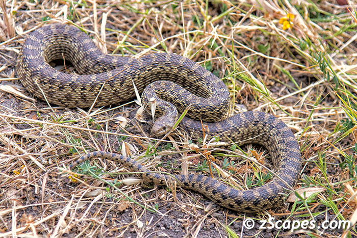 pacificgophersnake-hmb15-7w